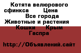 Котята велюрового сфинкса. .. › Цена ­ 15 000 - Все города Животные и растения » Кошки   . Крым,Гаспра